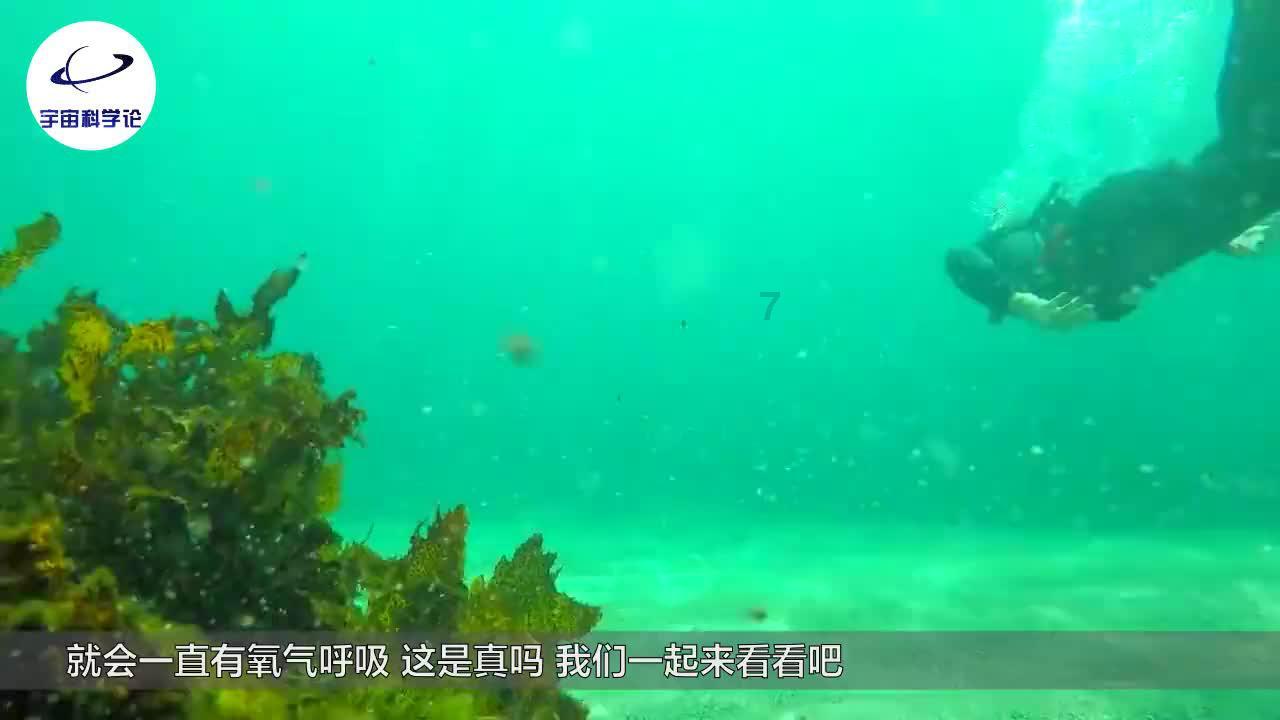 拯救穆尔小马